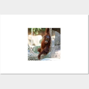 OrangUtan20150905 Posters and Art